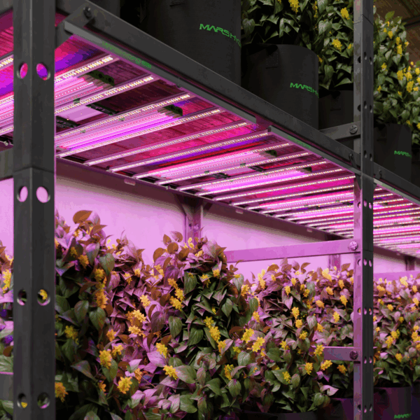 Mars Hydro ADlite kasutusstsenaariumid täiendavate LED valgusribadega